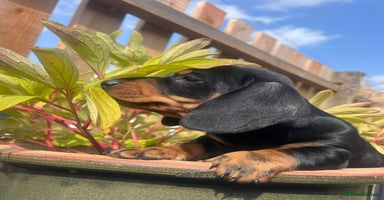 Dachshund dogs - Advert 1