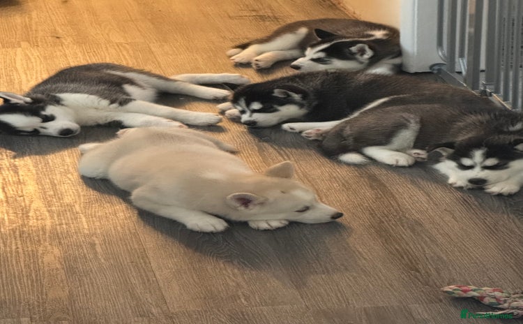 Siberian Husky dogs - Advert 1