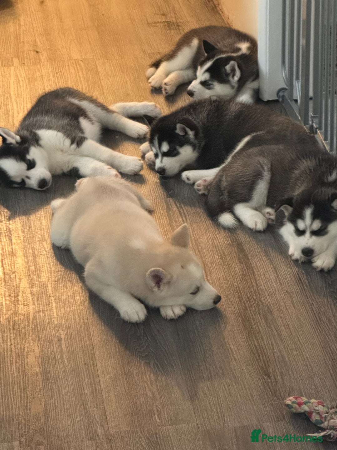 Siberian Husky dogs for sale: Adorable Husky Puppies  - Image 1
