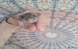 Rat rodents for sale: All rats have been reserved. - Image 19