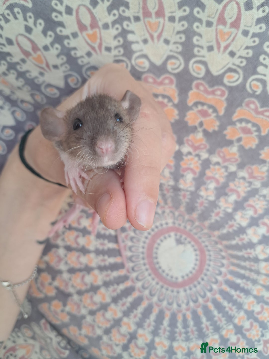 Rat rodents for sale: All rats have been reserved. - Image 19