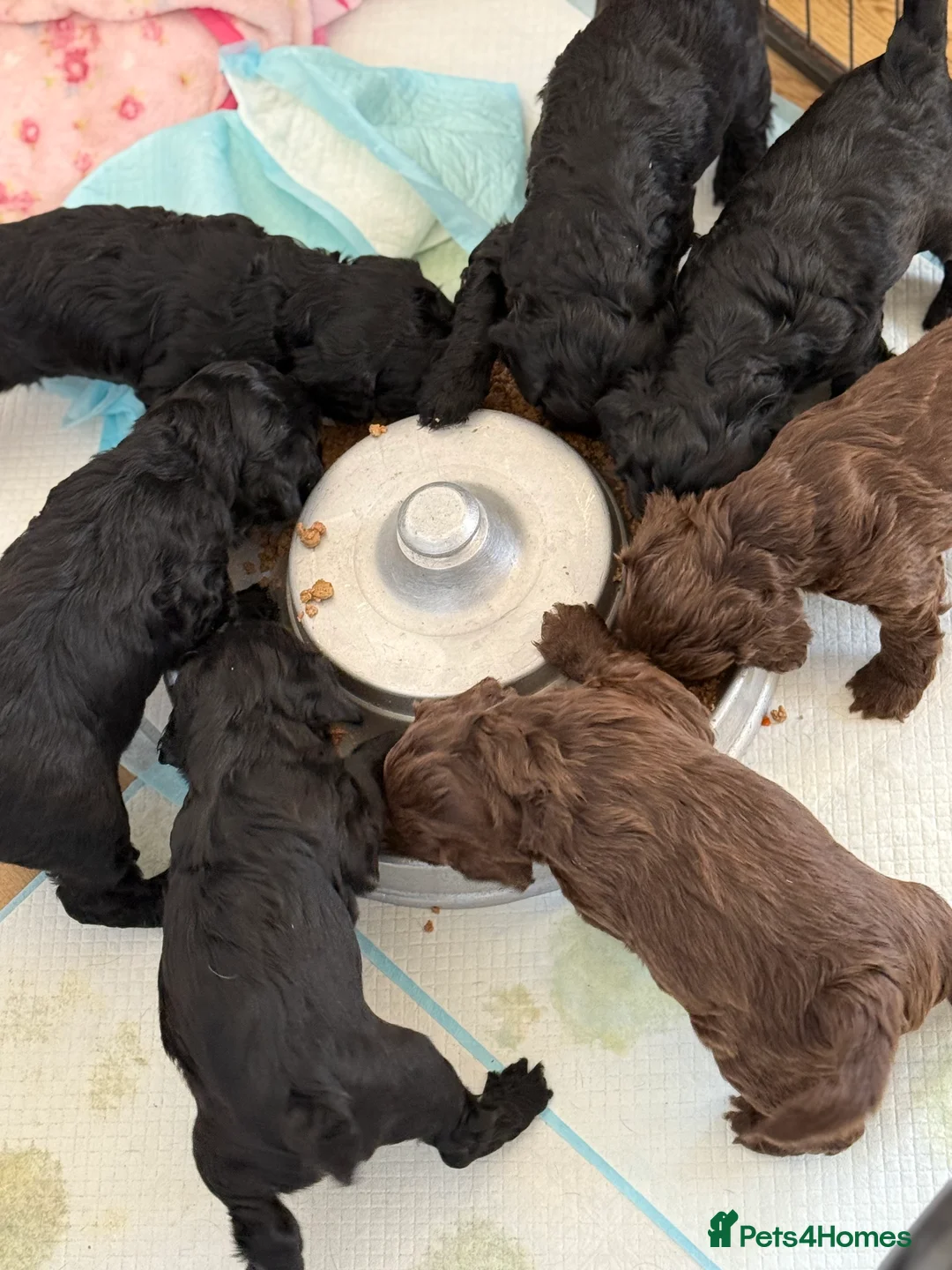 Mixed Breed dogs for sale: Stunning Litter of Sproodles 🤎🖤 - Advert 10