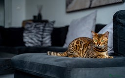 Bengal cats for sale: One of the kind Bengal Female -TICA reg.-Wild look - Image 26