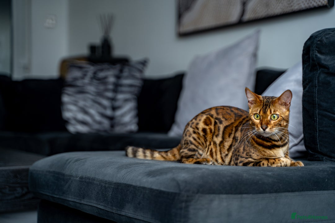 Bengal cats for sale: One of the kind Bengal Female -TICA reg.-Wild look - Image 26