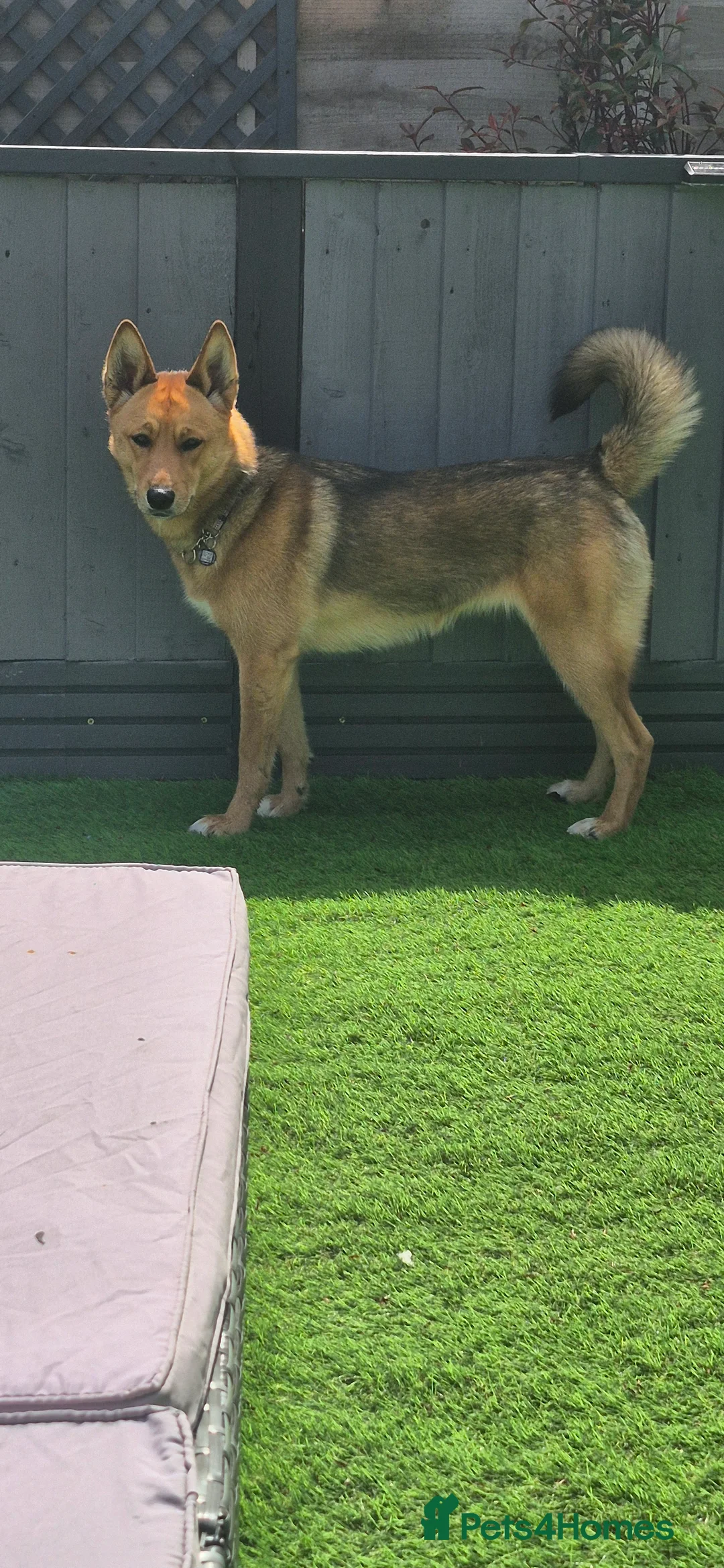 Mixed Breed dogs for sale: Female husky cross - Advert 6