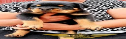 Rottweiler dogs for sale: BEAUTIFUL ROTTWEILER PUPPIES FULL KC SHOW QUALITY  - Advert 2
