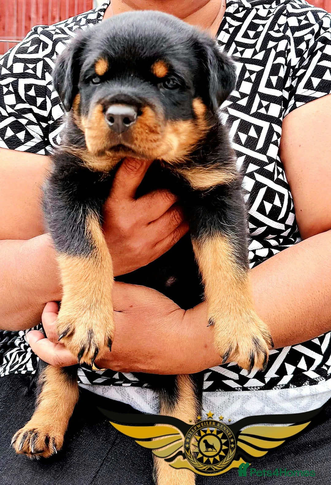 Rottweiler dogs for sale: BEAUTIFUL ROTTWEILER PUPPIES FULL KC SHOW QUALITY  - Advert 2