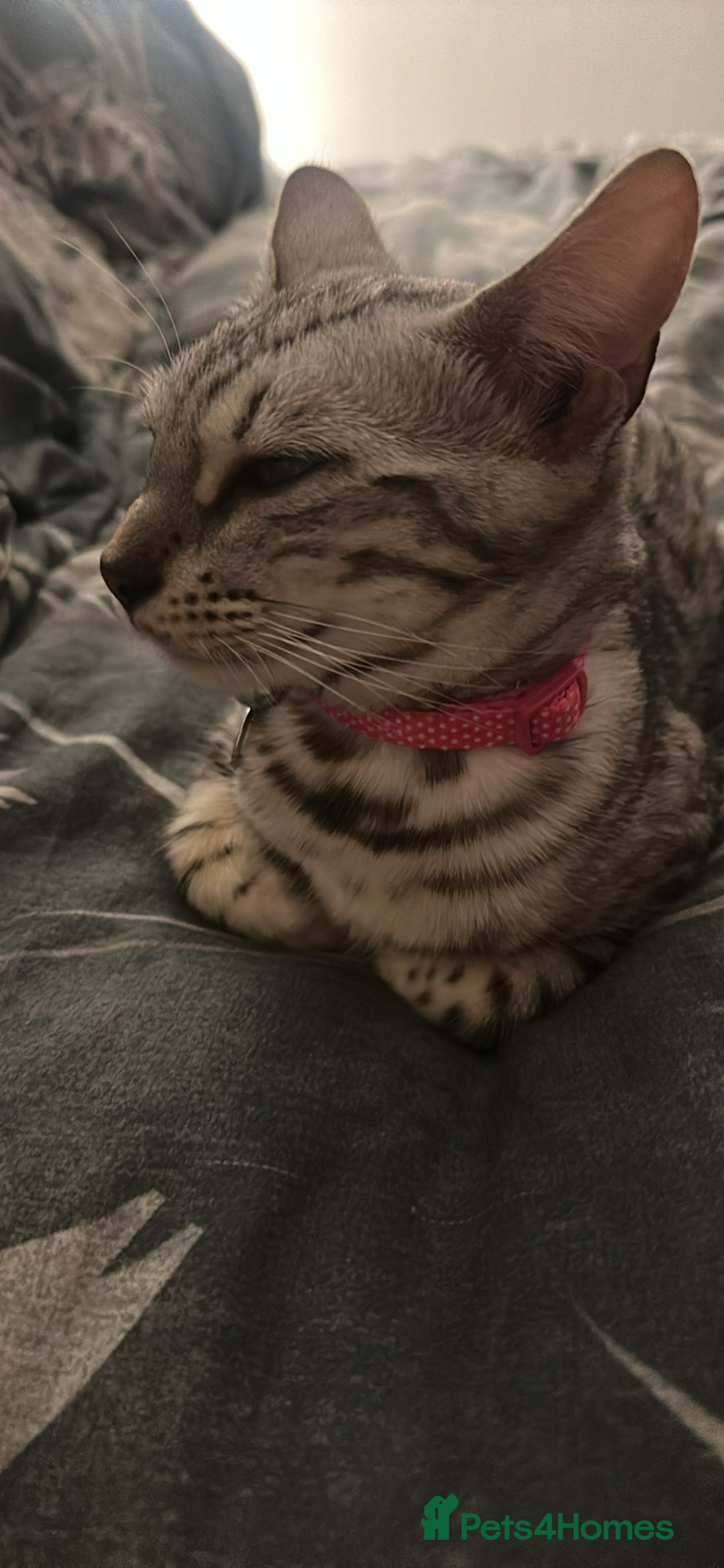 Bengal cats for sale: Two pure Bengals  - Image 2