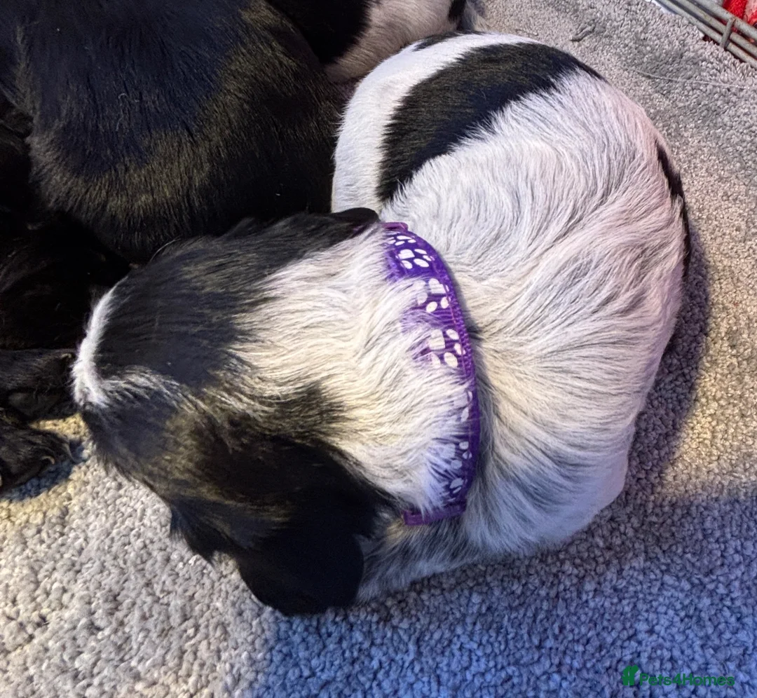 Cocker Spaniel dogs for sale: KC Registered Cocker Spaniels - Advert 2