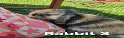 Mini Lop rabbits for sale: 🐰 Adorable Mini Lop Baby Rabbits Ready Soon 🐰 in Harwich - Advert 11