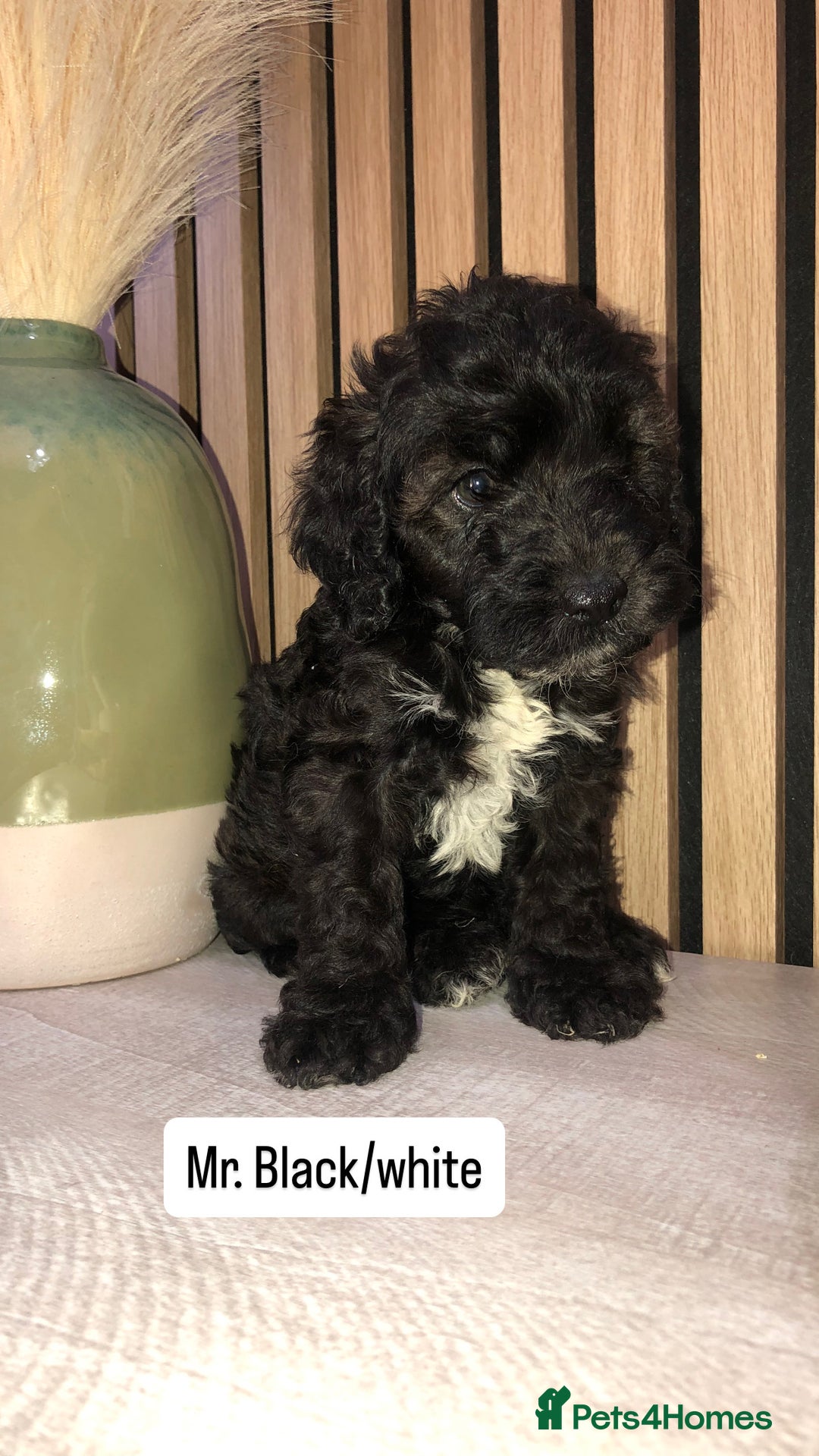 Cockapoo dogs for sale: F1b toy cockapoo puppies - Image 22