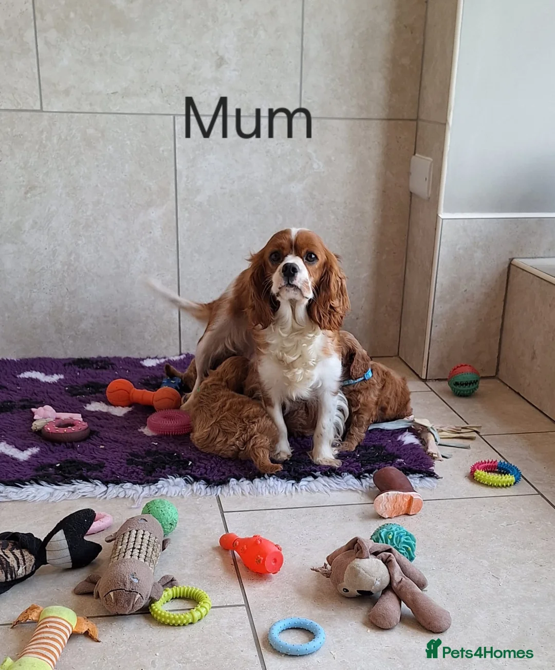 Cavapoo dogs for sale: Beautiful F1 Cavapoos  - Advert 2
