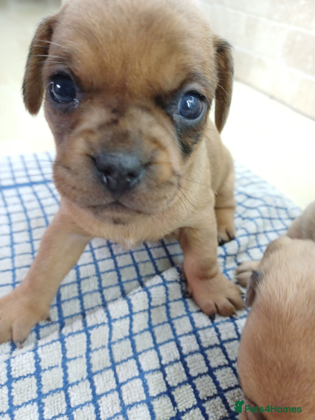 Mixed Breed dogs for sale: Pug x dachshund  ( Daug?) - Image 6