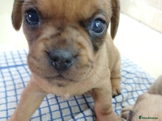 Mixed Breed dogs - Advert 4