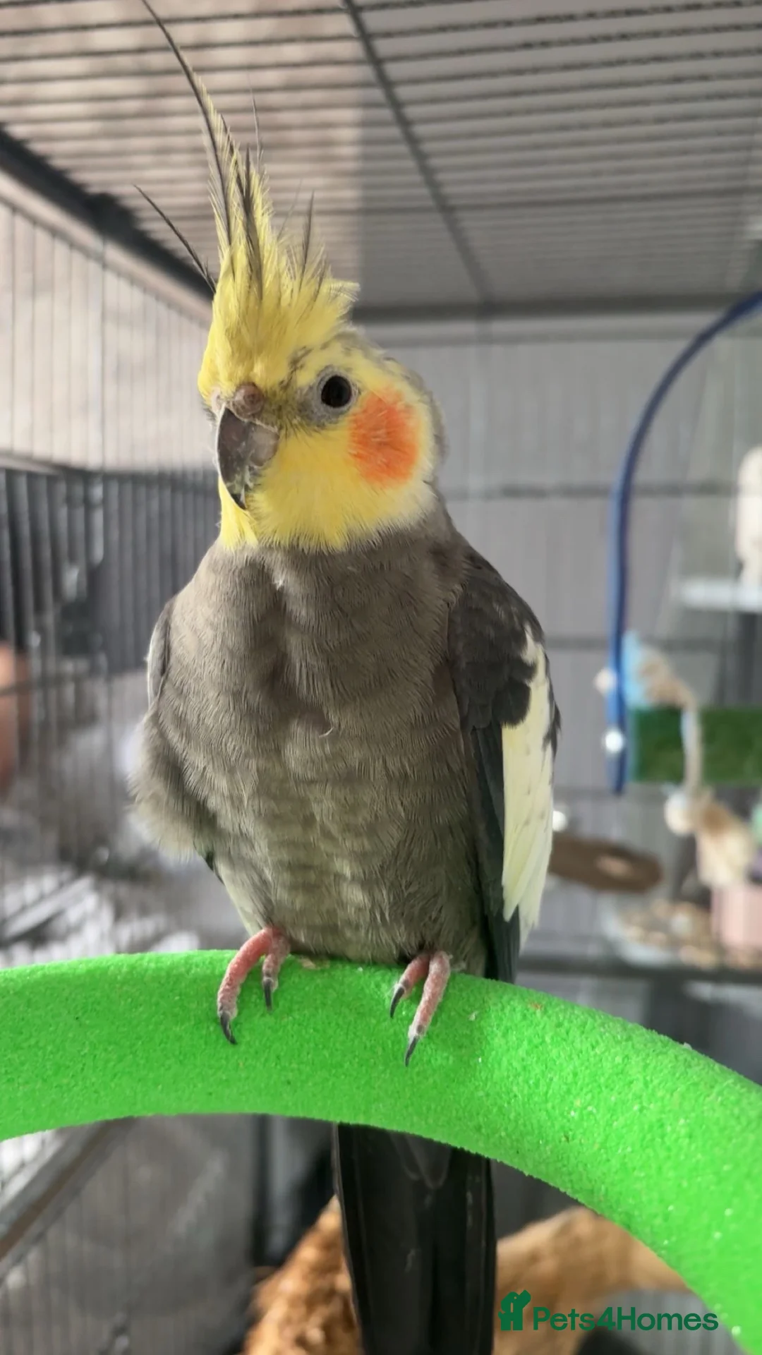 Cockatiels birds for sale: My babies pika and tuk - Advert 1