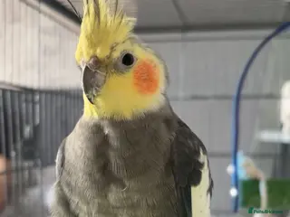 Cockatiels birds My babies pika and tuk - Advert 1