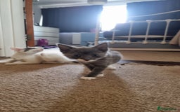 Mixed Breed cats for sale: 4 playful kittens - Image 6