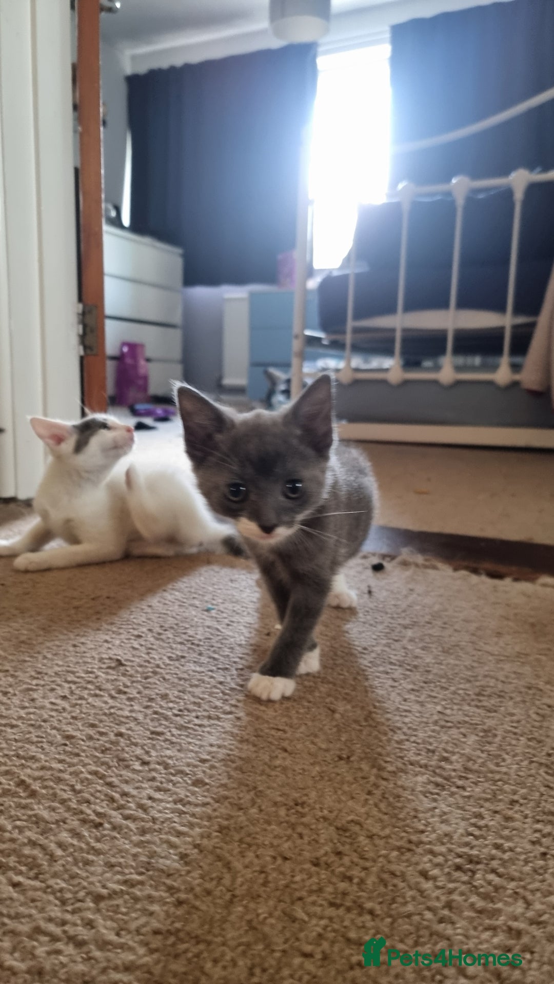 Mixed Breed cats for sale: 4 playful kittens - Image 6