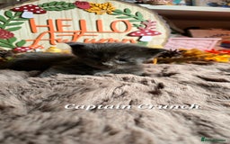 Maine Coon cats for sale: Stunning Xl Mainecoon Kittens  - Image 12