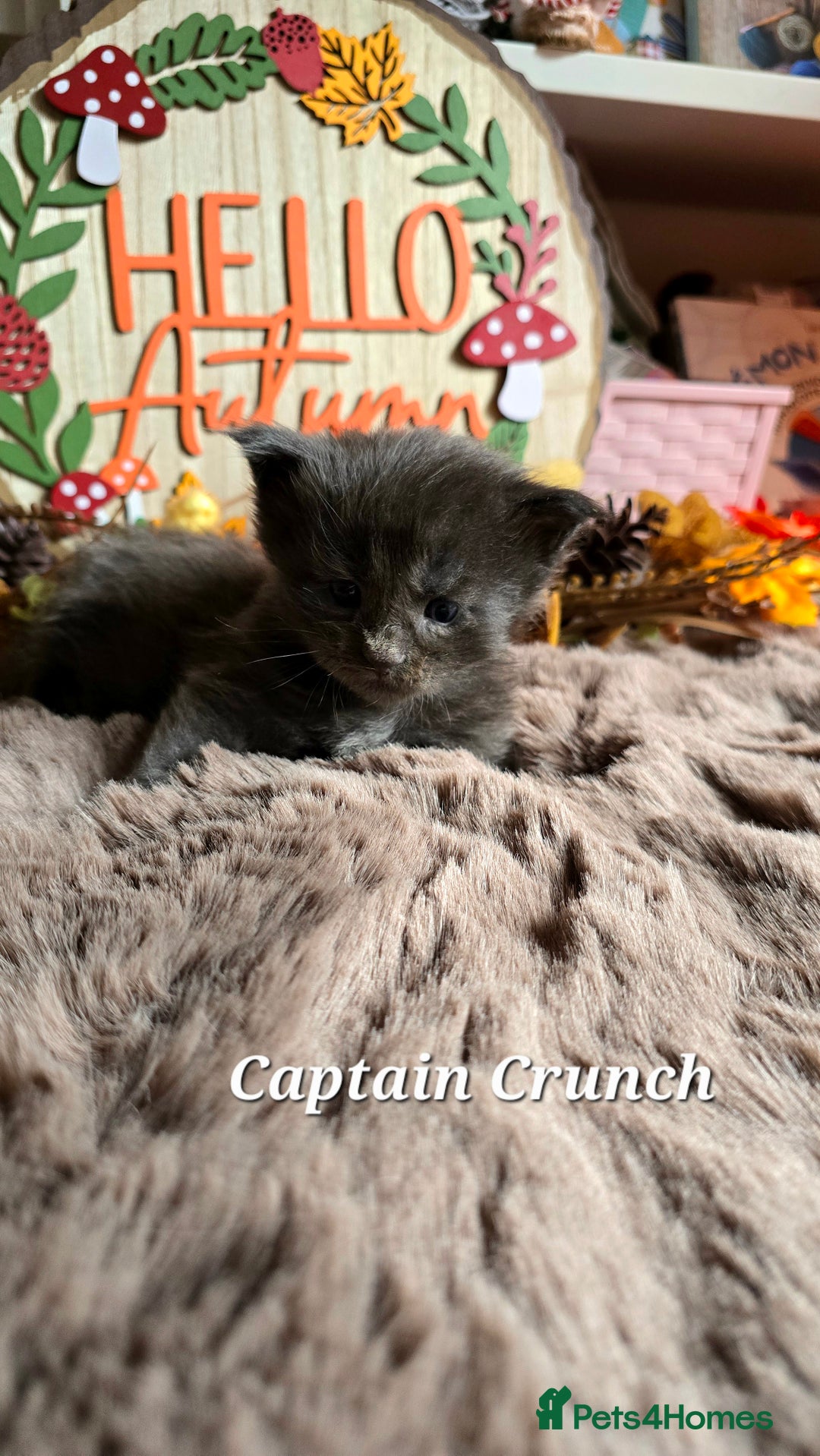 Maine Coon cats for sale: Stunning Xl Mainecoon Kittens  - Image 12