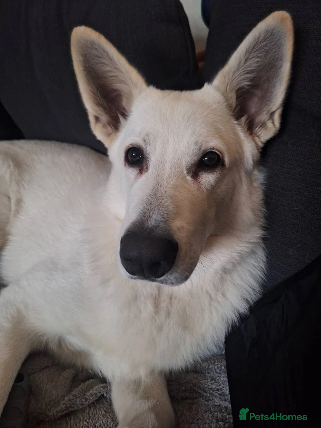 German Shepherd dogs for sale: German Shepherd puppy for sale - Advert 4