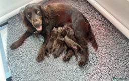 Cocker Spaniel dogs for sale: READY 31st Aug KC Pedigree Working Cocker Puppies - Image 15