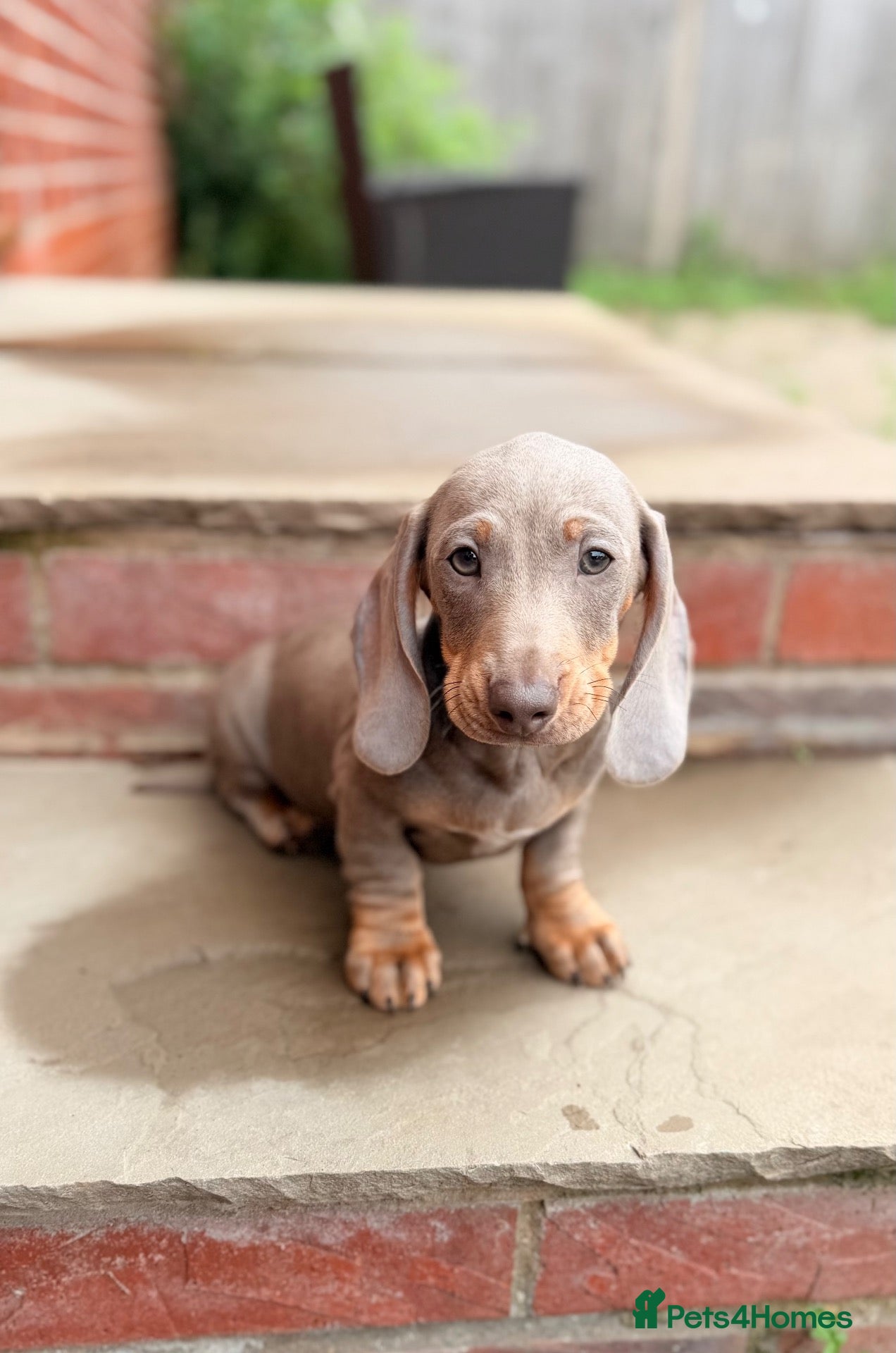 Dachshund dogs Miniature Dachshund Puppy’s. Ready To Leave 🐶  - Advert 1
