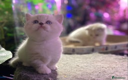 Scottish Fold cats for sale: TICA Full Pedigree kitten available  - Image 26