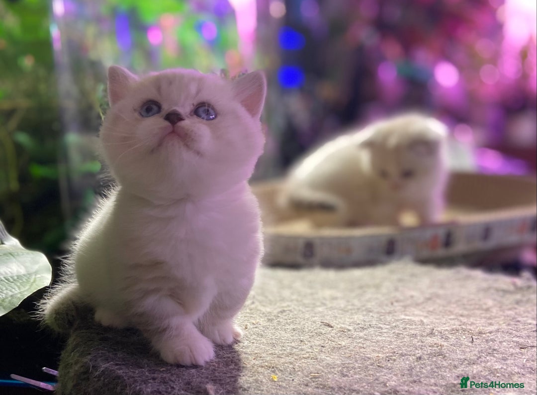 Scottish Fold cats for sale: TICA Full Pedigree kitten available  - Image 26