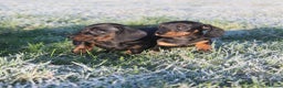 Miniature Dachshund dogs for sale: Stunning Miniature Dachshund Puppies - Advert 12