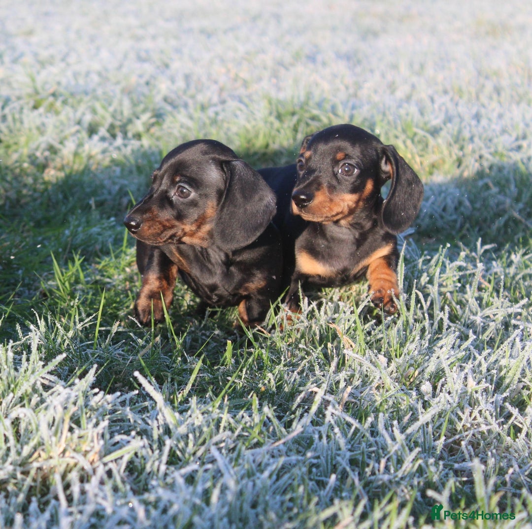 Miniature Dachshund dogs for sale: Stunning Miniature Dachshund Puppies - Advert 12