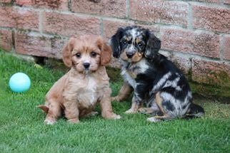 Cockapoo dogs Beautiful Cockerlierpoo puppies for sale - Advert 2
