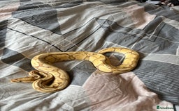 Python Snake reptiles for sale: Ball/royal python - Image 2