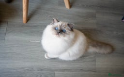 Ragdoll cats for sale: From Our Hearts to Yours – Ragdoll Kittens 💕 - Image 15