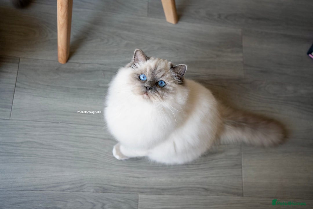 Ragdoll cats for sale: From Our Hearts to Yours – Ragdoll Kittens 💕 - Image 15