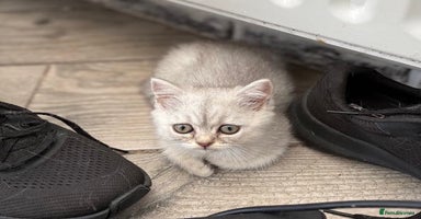 Persian cats - Advert 5