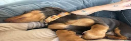Dachshund dogs for sale: 🐾 Woody — Dachshund Looking for His Forever Home in Middlesbrough - Advert 2
