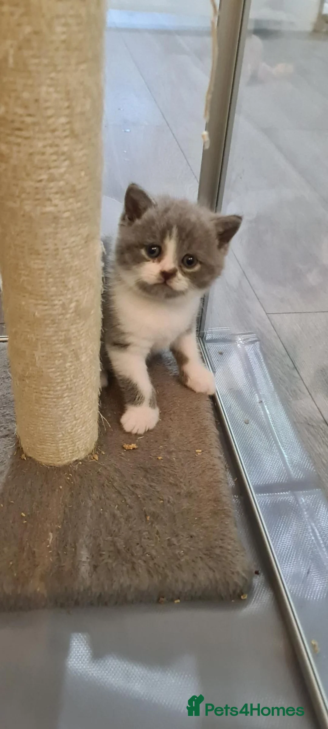 British Shorthair cats for sale: British shorthair kittens  - Advert 12
