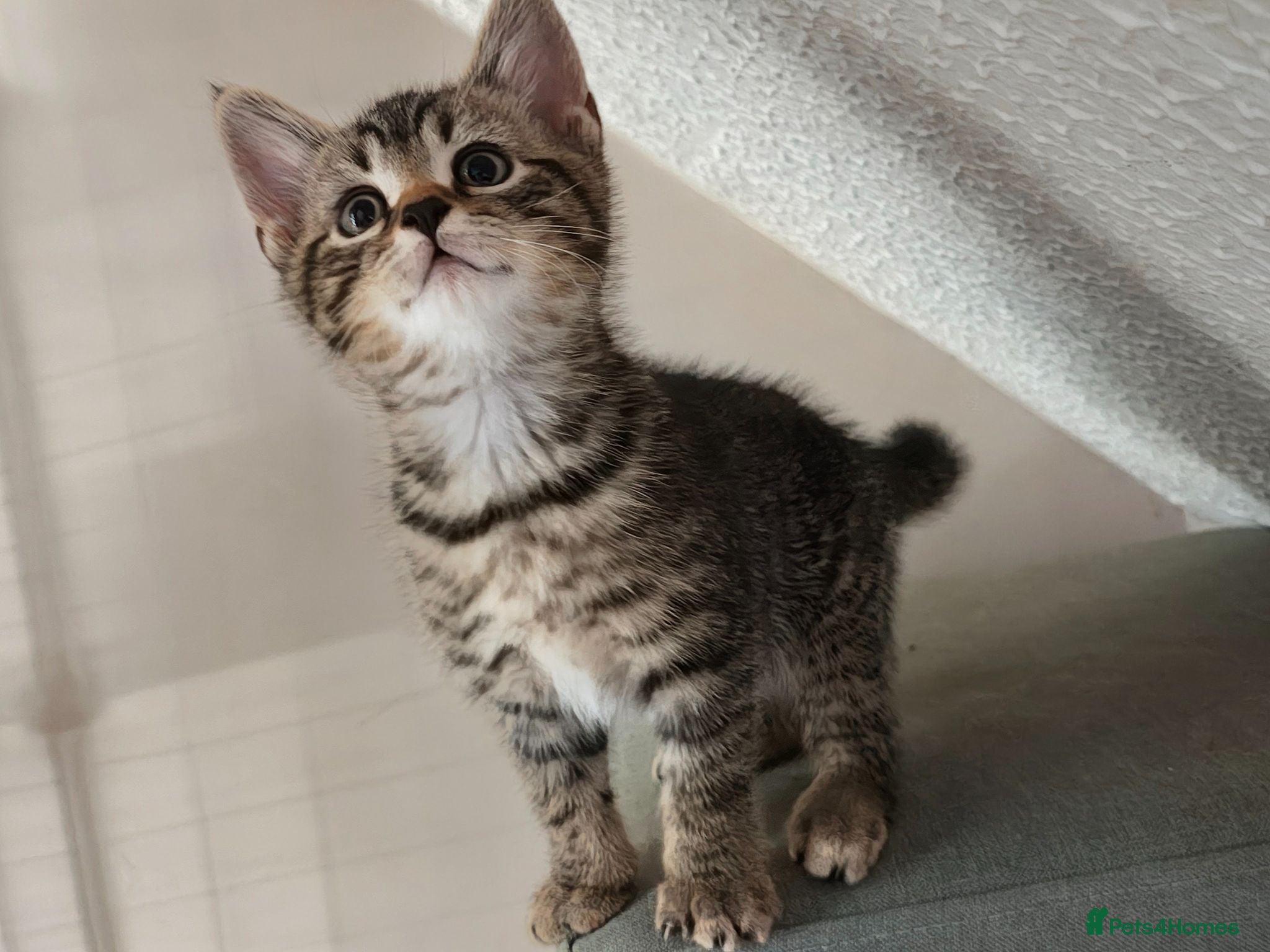 Mixed Breed cats Bengal Marble & British Shorthair  - Advert 1