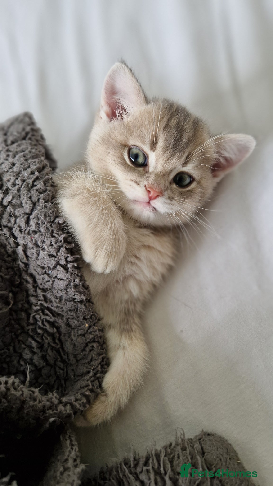 British Shorthair cats Reduced ggcf reg BritishShorthair🐾 Kittens🐾 - Advert 12