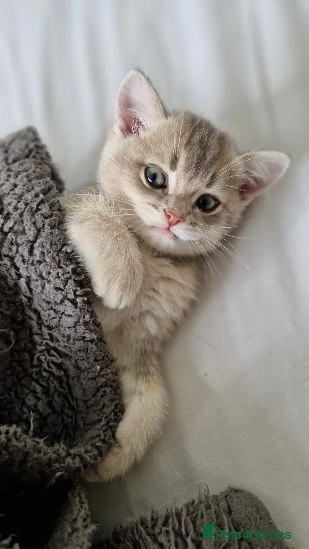 British Shorthair cats for sale: Reduced ggcf reg BritishShorthair🐾 Kittens🐾 - Advert 1