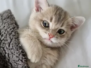 British Shorthair cats Reduced ggcf reg BritishShorthair🐾 Kittens🐾 - Advert 12