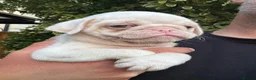 Pug dogs for sale: Prestige Pink Pug Puppies KC reg. Ready to leave - Advert 18