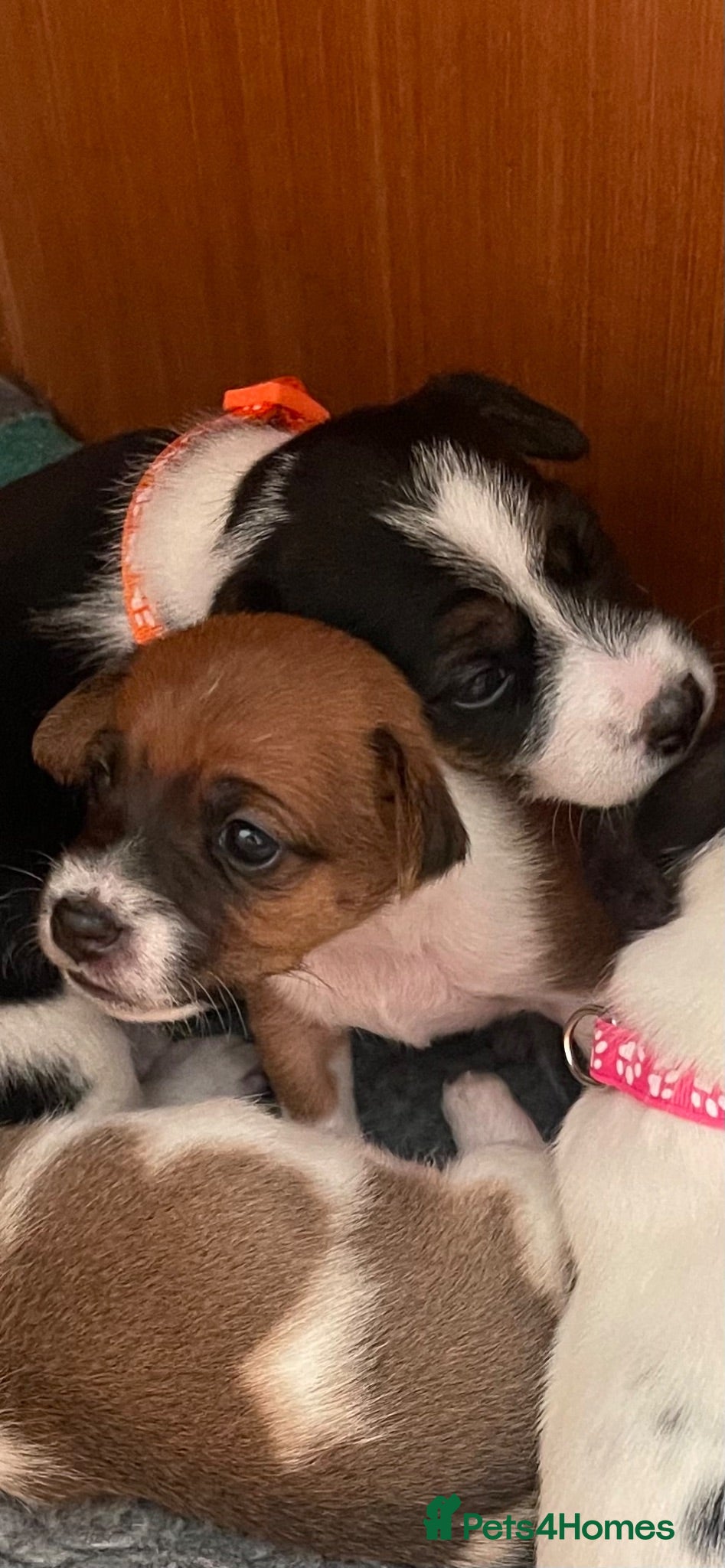Jack Russell dogs Stunning traditional Jack Russell puppies - Advert 2