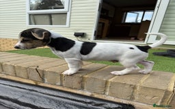 Jack Russell dogs for sale: 🐾Jack Russell Puppies🐾 - Image 35