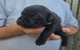 Staffordshire Bull Terrier dogs for sale: Stunning KC Staffs Very Unique colours - Image 8