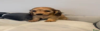 Miniature Dachshund 5