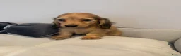 Miniature Dachshund dogs for sale: READY NOW Kc reg boys & girls - Advert 2