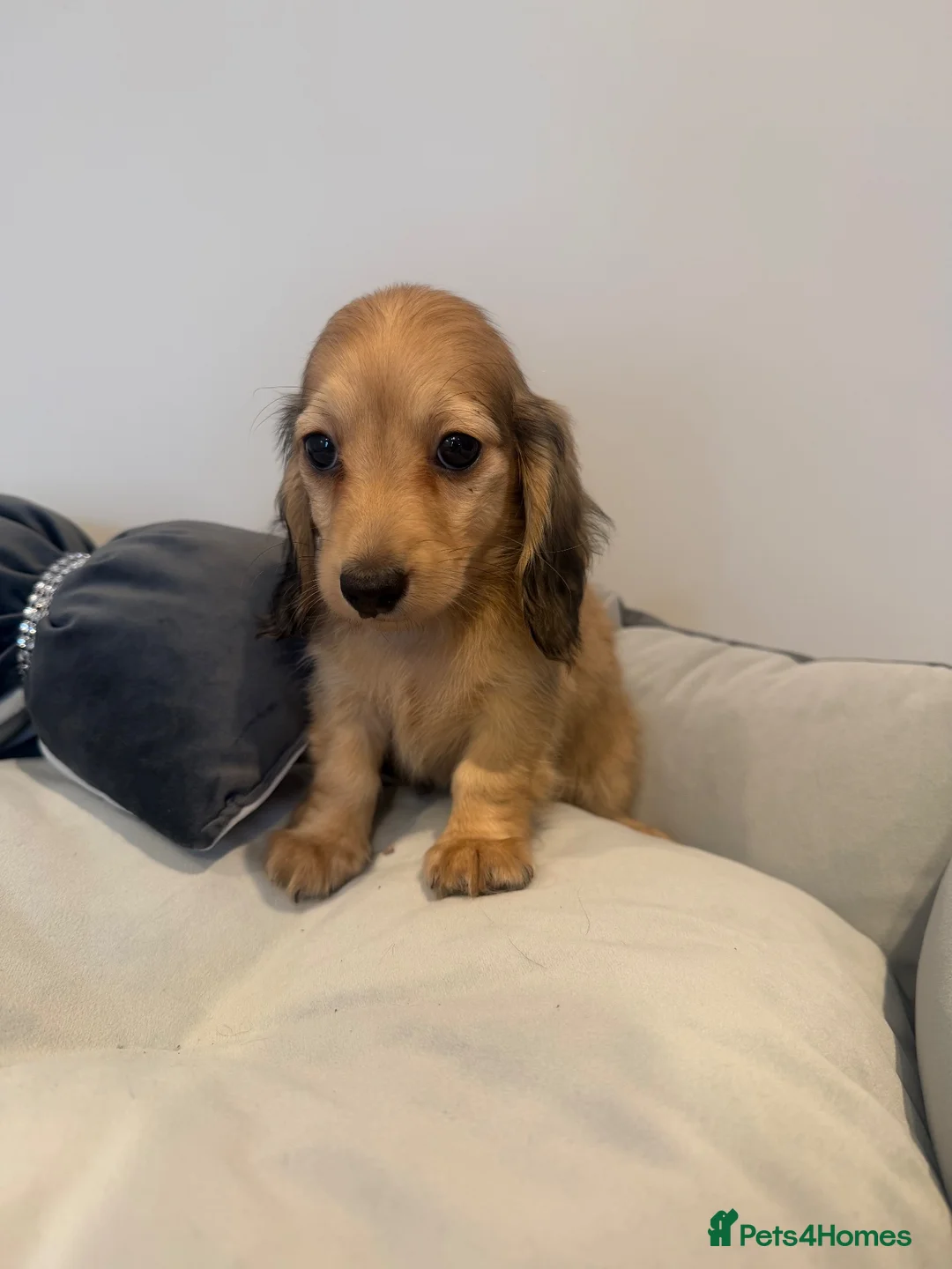 Miniature Dachshund dogs for sale: READY NOW Kc reg boys & girls - Advert 2