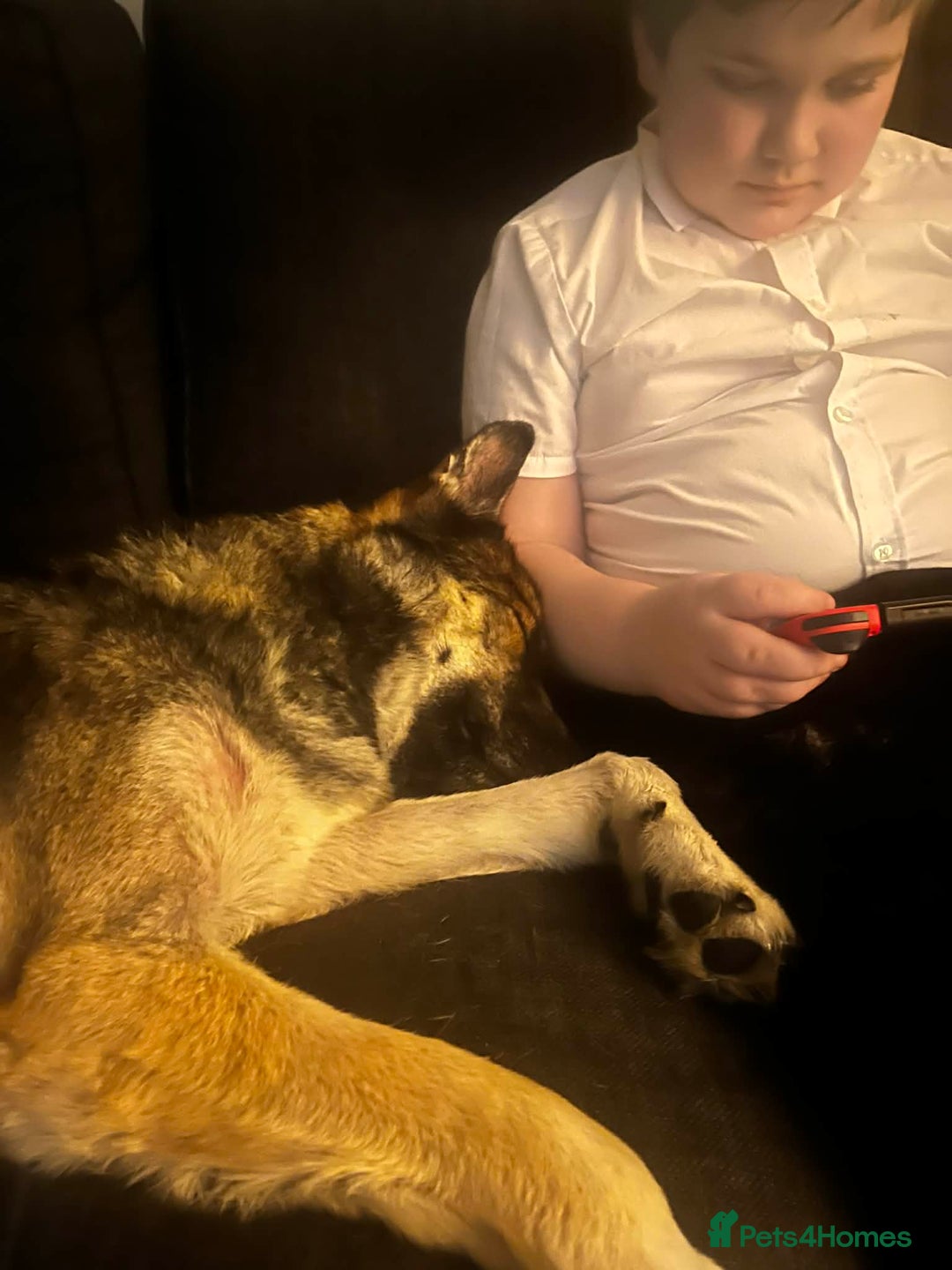 German Shepherd dogs for sale: 2 yr old German Shepherd female  - Advert 5